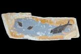 Wide Green River Fossil Fish Wall Display - Striking Rock Color #104582-1